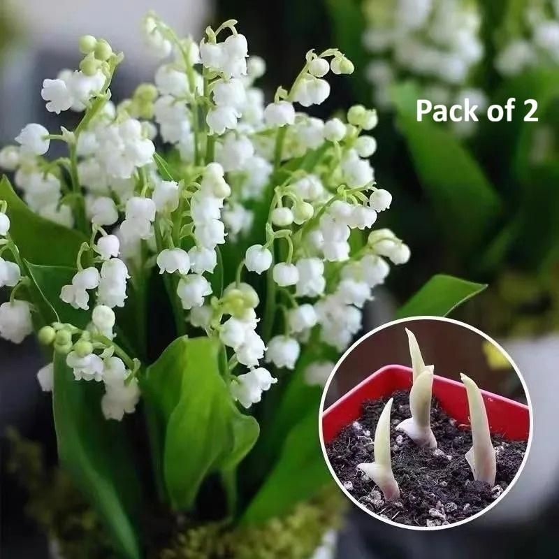 LILY OF THE VALLEY?HAPPINESS ARRIVES  Seeds (Pack of 2)